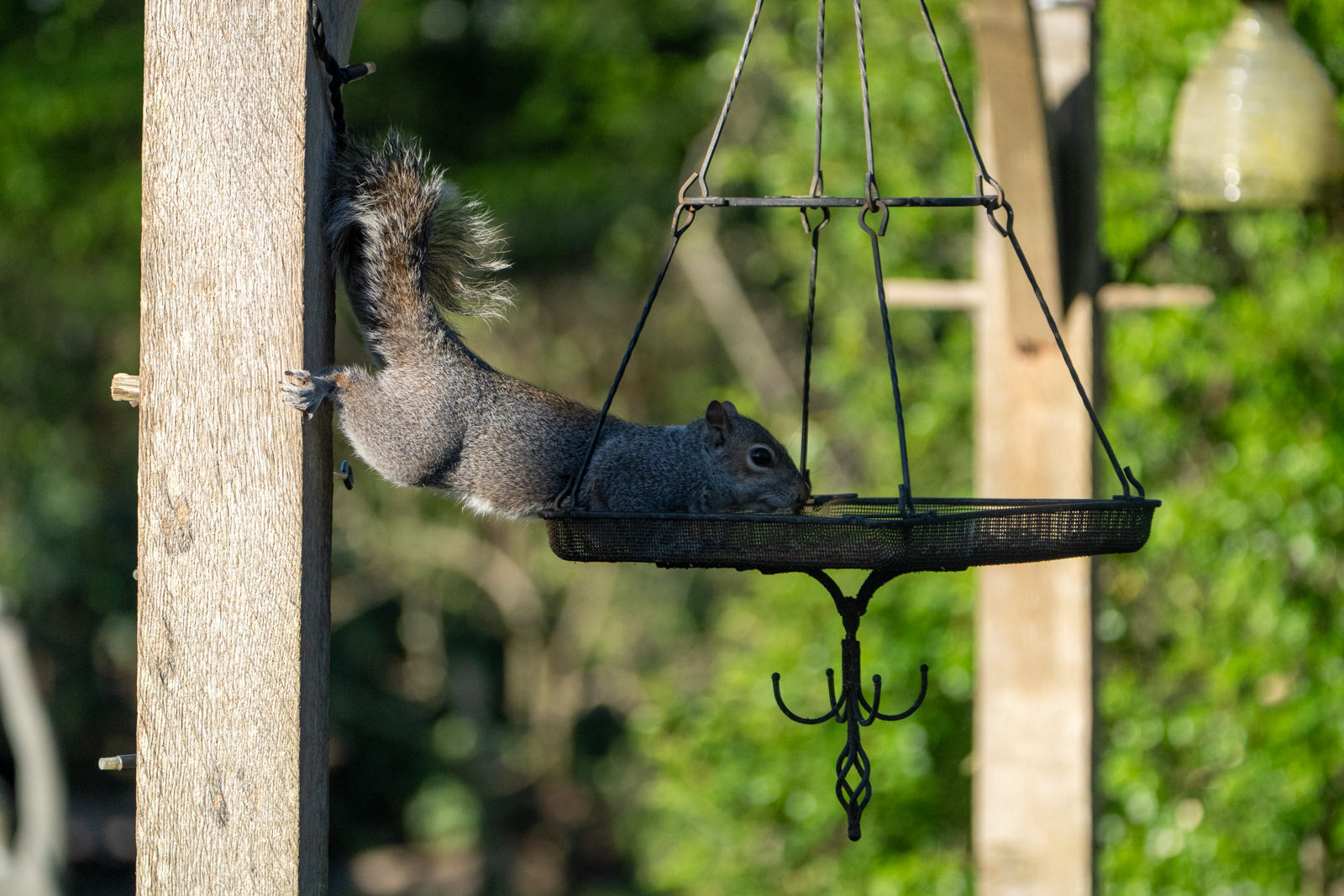 Photography by Chris Allington